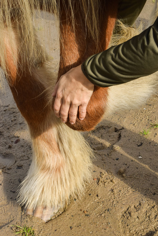 Pferdeosteopathie Nina Fröhlig
