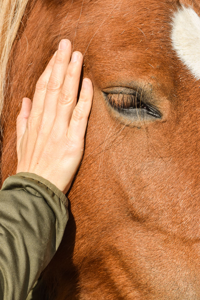 tensegrale Pferde Osteopathie