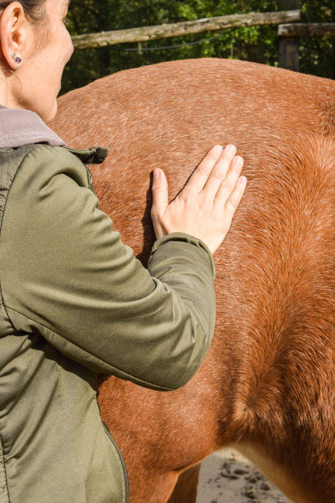 Osteopathie für Pferde Velbert