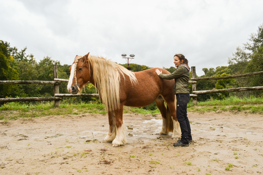 tensegrale Pferdeosteopathie