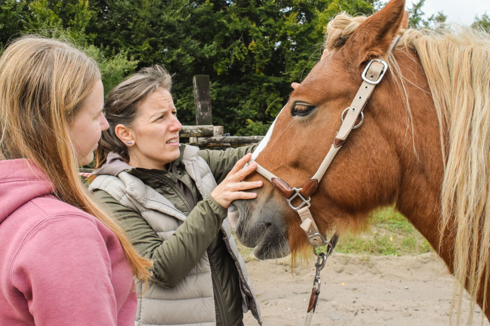 Training Pferdeosteopathie