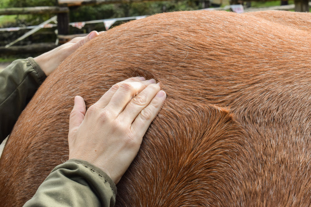 Behandlung Pferdeosteopathie