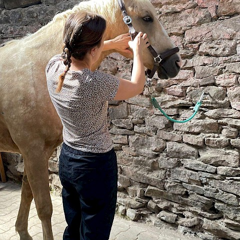 Pferdeosteopathie Velbert