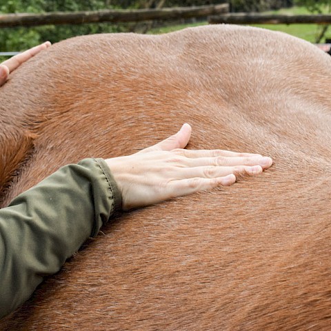 Pferdeosteopathie Velbert