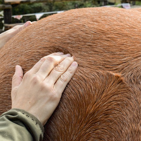 Pferdeosteopathie Velbert