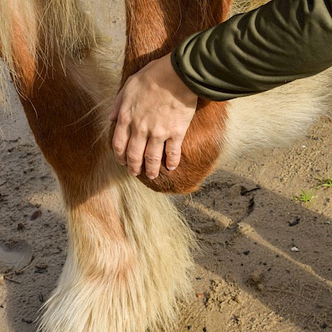 Pferdeosteopathie Velbert