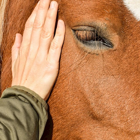Pferdeosteopathie Velbert