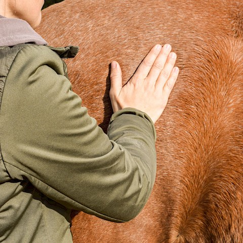 Pferdeosteopathie Velbert