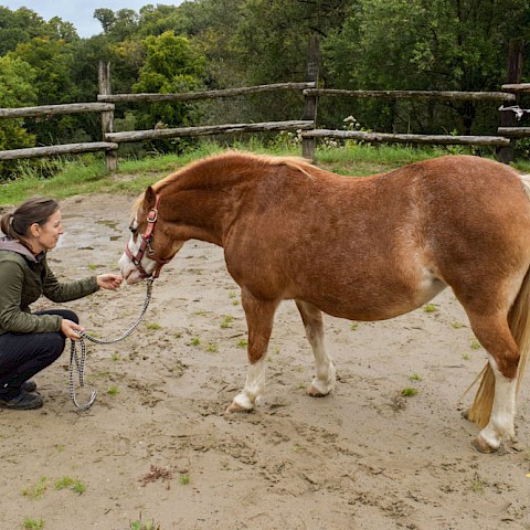 Pferdeosteopathie Velbert