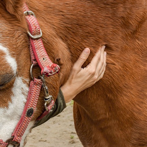 Pferdeosteopathie Velbert