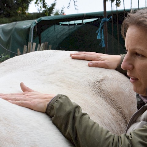 Pferdeosteopathie Velbert