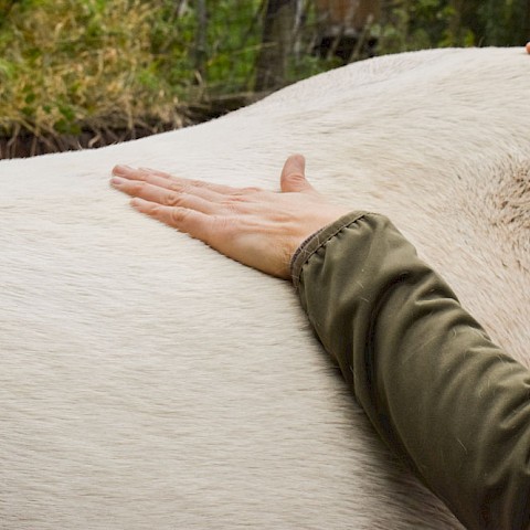 Pferdeosteopathie Velbert