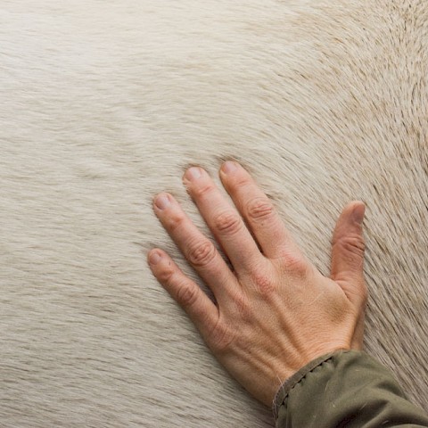 Pferdeosteopathie Velbert