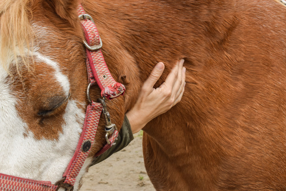 Pferdeosteopathie Velbert