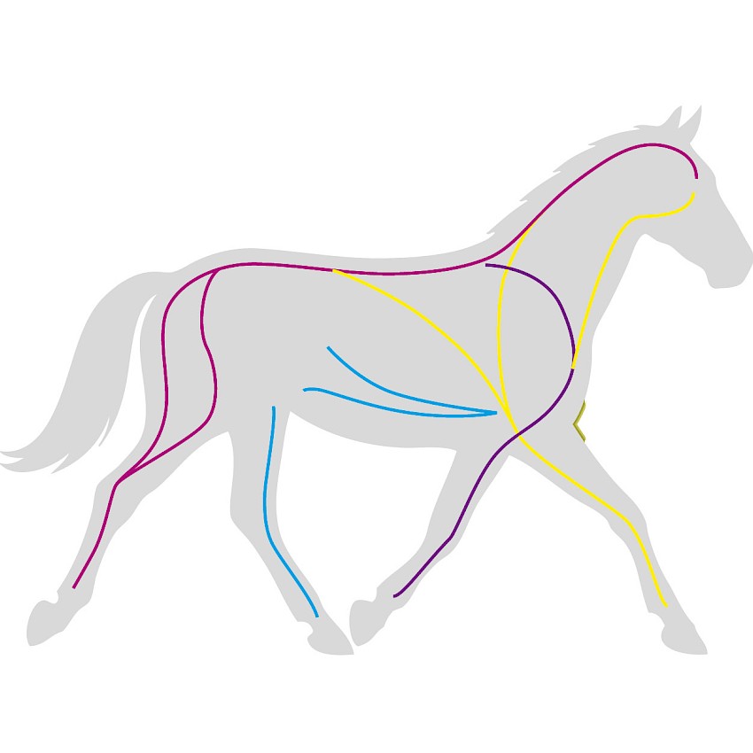 myofaszialen Ketten Pferd