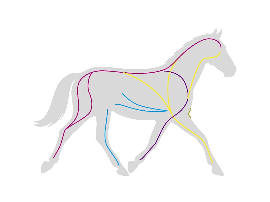 myofaszialen Ketten Pferd